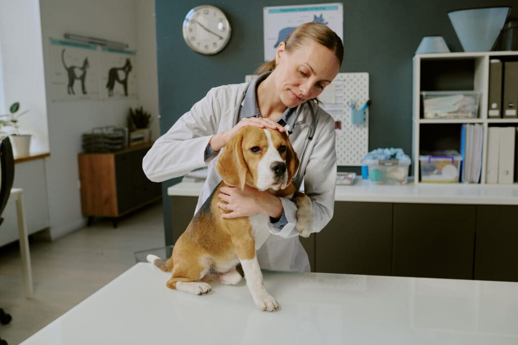 A veterinarian gently examines a beagle sitting on an exam table in a veterinary clinic, with medical supplies and charts visible in the background.